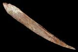 Fossil Shark (Hybodus) Dorsal Spine - Morocco #106517-1